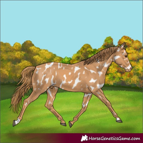 Horse Color:Chestnut Near Leopard