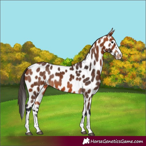 Horse Color:Bay Appaloosa 