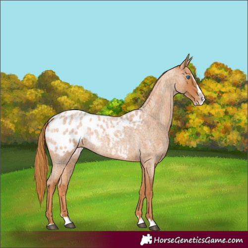 Horse Color:Red Roan Splash Appaloosa 