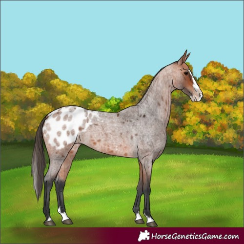 Horse Color:Bay Roan Splash Appaloosa 