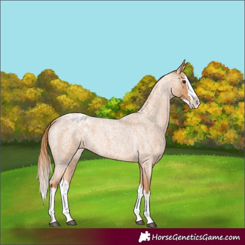 Horse Color:Red Roan Splash Appaloosa 