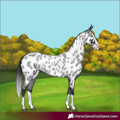 Horse Color:Blue Roan Splash Appaloosa 