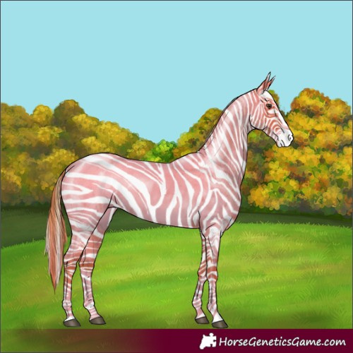 Horse Color:Red Roan Splash Appaloosa 
