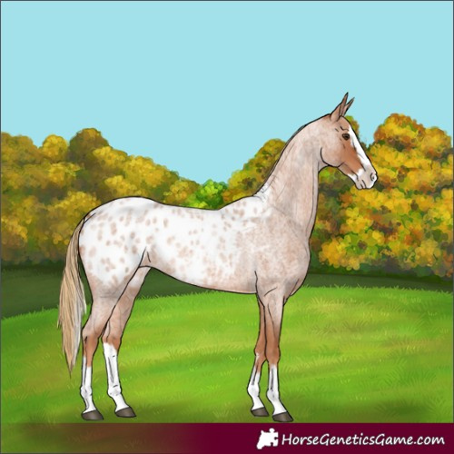 Horse Color:Red Roan Splash Appaloosa 