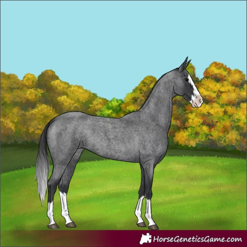Horse Color:Blue Roan Splash Appaloosa
