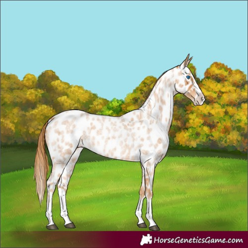 Horse Color:Red Roan Splash Appaloosa