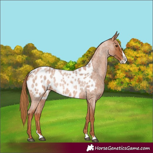 Horse Color:Red Roan Splash Appaloosa 