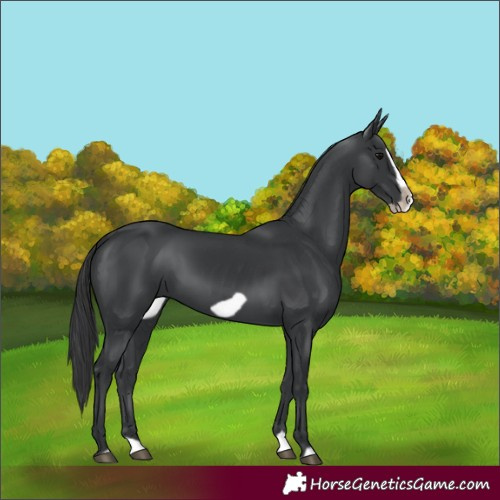 Horse Color:Black Splash Frame 