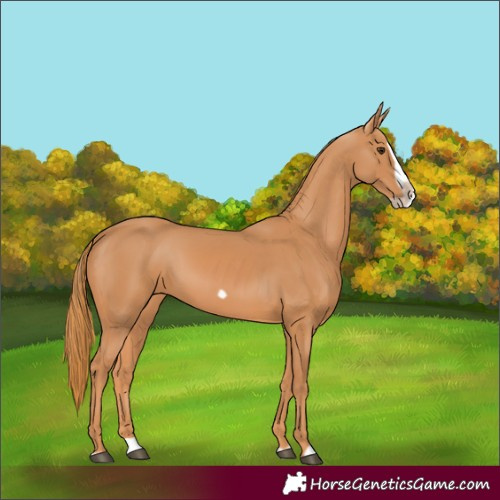 Horse Color:Chestnut Splash Frame