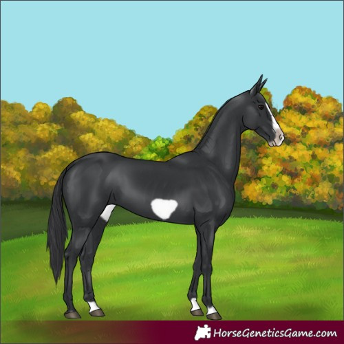 Horse Color:Black Splash Frame 
