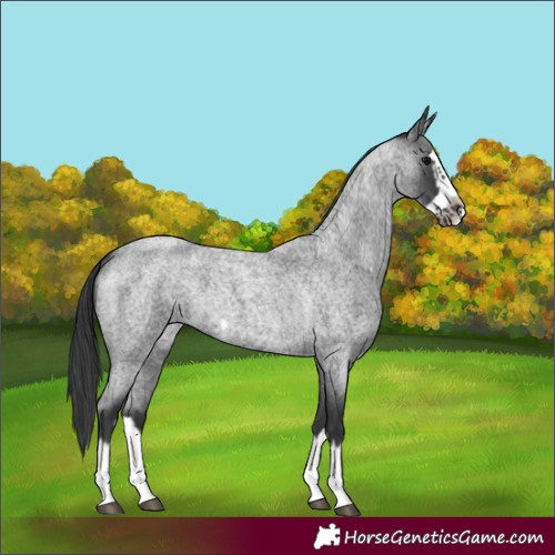 Horse Color:Blue Roan Splash Frame 