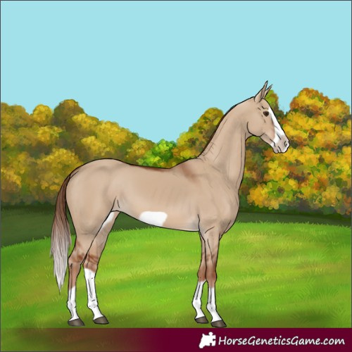Horse Color:Red Dun Splash Frame