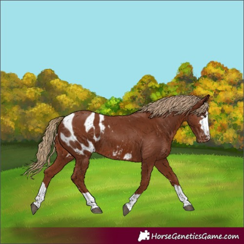 Horse Color:Chestnut Blanket