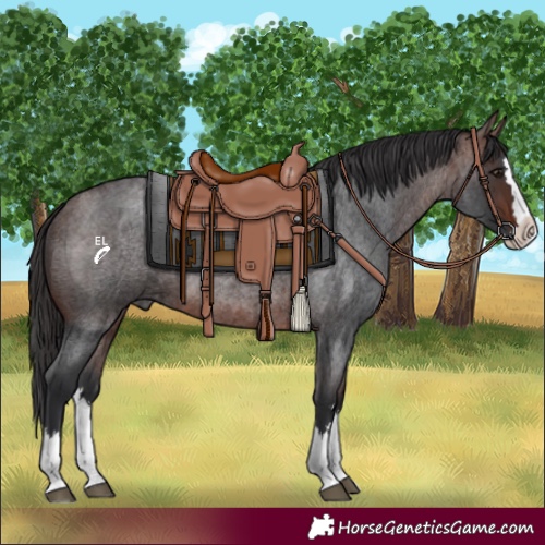 Horse Color:Brown Roan Splash 