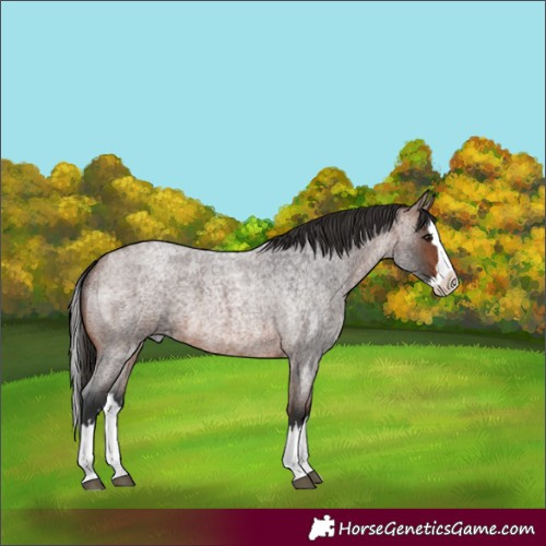 Horse Color:Brown Roan Splash 
