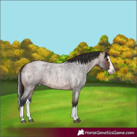 Horse Color:Brown Roan Splash