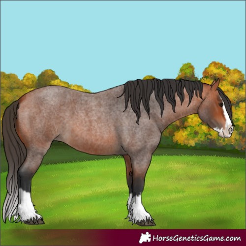 Horse Color:Bay Roan Splash