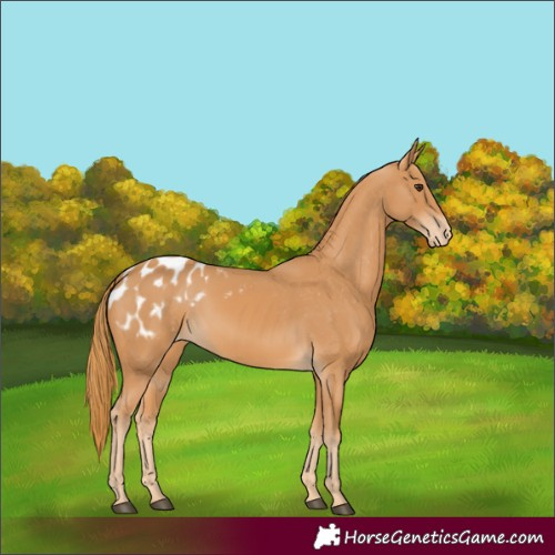 Horse Color:Chestnut Appaloosa 