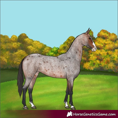Horse Color:Bay Roan Splash
