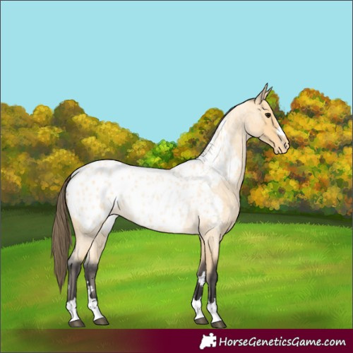 Horse Color:Buckskin Roan Appaloosa 