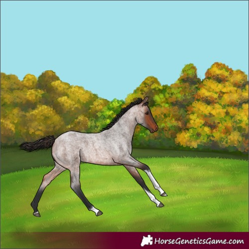 Horse Color:Bay Roan Tobiano 