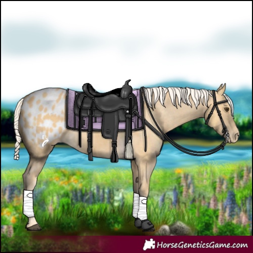 Horse Color:Palomino Appaloosa