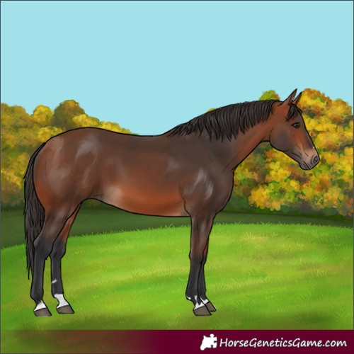 Horse Color:Bay 