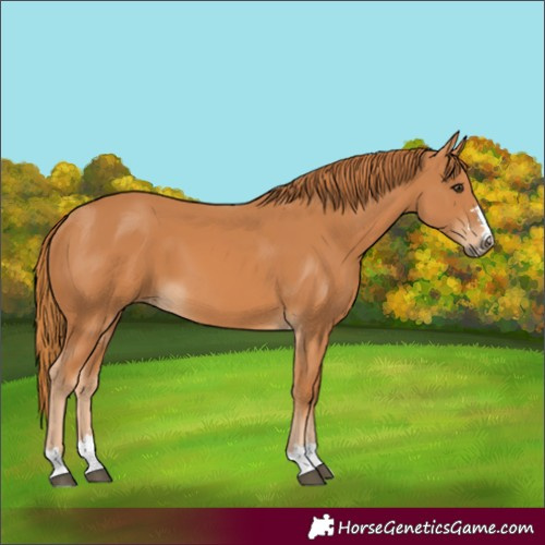 Horse Color:Chestnut 