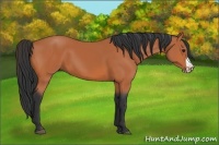 Horse Color:Bay Frame 
