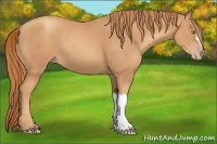 Horse Color:Gold Champagne
