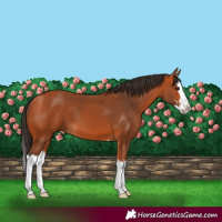 Horse Color:Bay Splash
