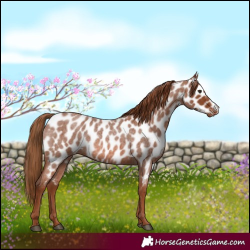 Horse Color:Red Roan Near Leopard 