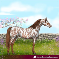 Horse Color:Red Roan Near Leopard 