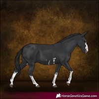 Horse Color:Black and Black