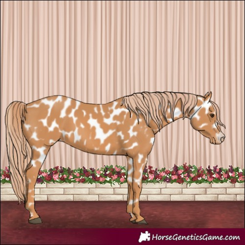 Horse Color:Chestnut Appaloosa 