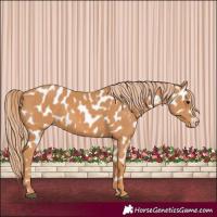 Horse Color:Chestnut Appaloosa