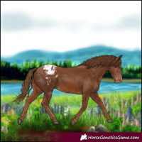 Horse Color:Chestnut Appaloosa
