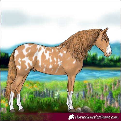 Horse Color:Chestnut Blanket 