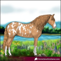 Horse Color:Chestnut Blanket 