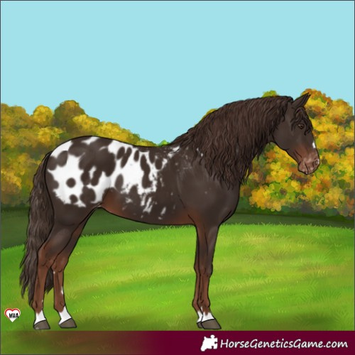 Horse Color:Liver Chestnut Appaloosa 