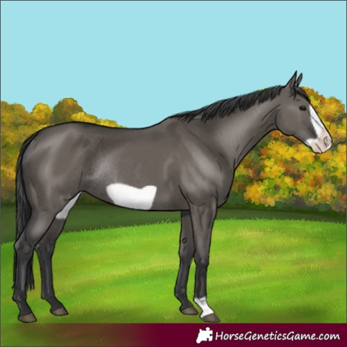 Horse Color:Unknown 