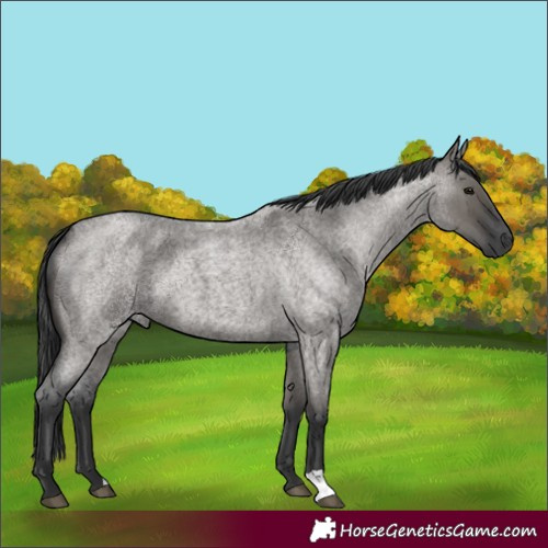 Horse Color:Unknown 