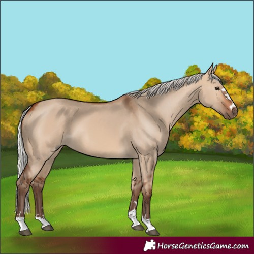 Horse Color:Unknown 