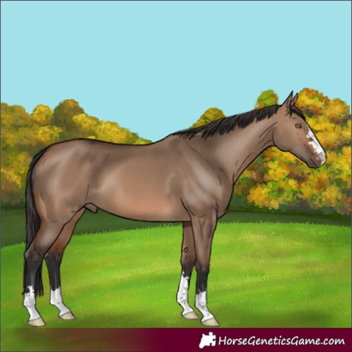 Horse Color:Unknown 