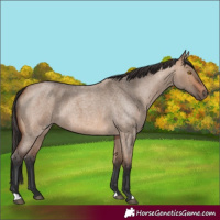 Horse Color:Unknown 