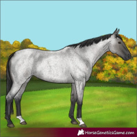 Horse Color:Unknown 
