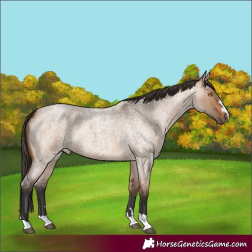 Horse Color:Unknown 