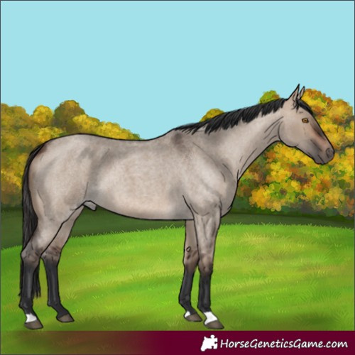 Horse Color:Unknown 