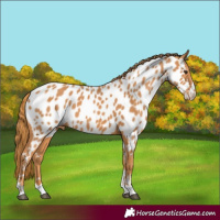 Horse Color:Chestnut Appaloosa