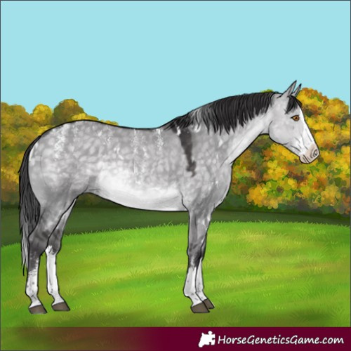Horse Color:Powder White Platinum White Spotted Buckskin Dun Splash Rabicano 